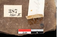 Foto (Detailansicht) von Graminea ? sp.  (NHMW-GEO-2024-0188-0387)